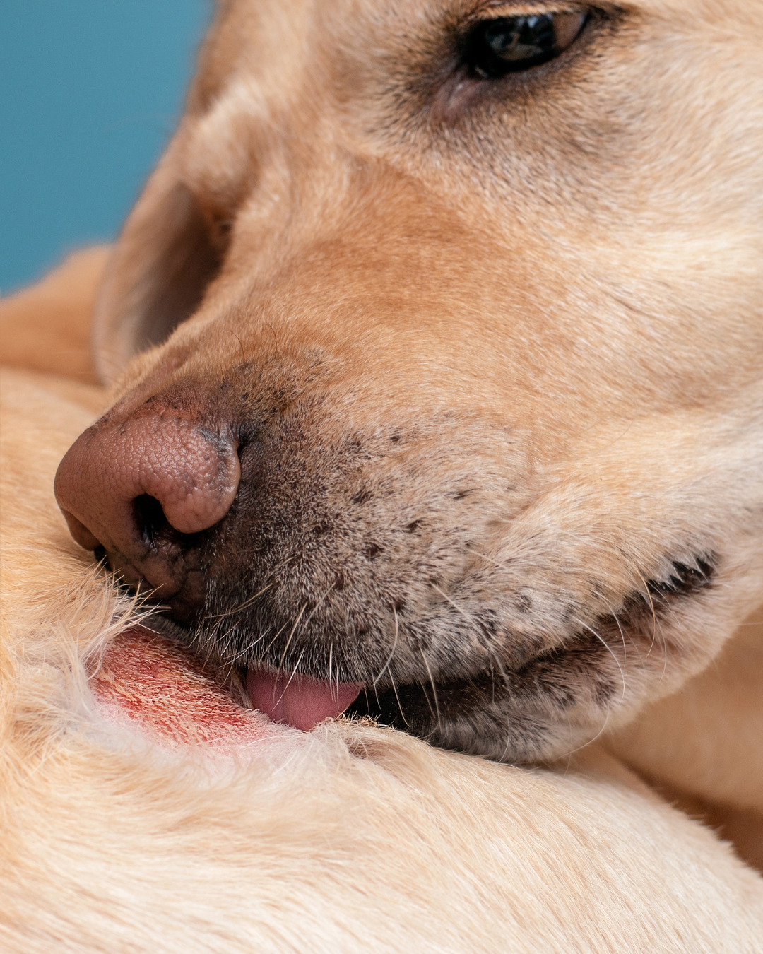 Hund mit Allergie – Ausschlussdiät & Darm-Haut-Achse