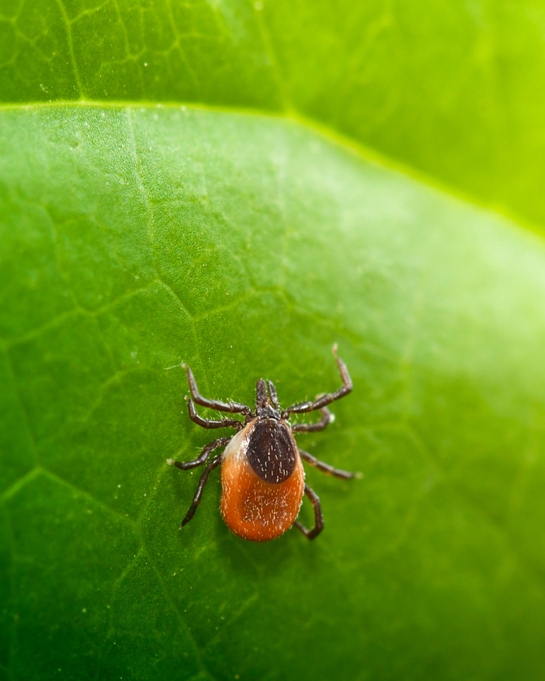 Zecke auf Blatt – Borreliose beim Hund