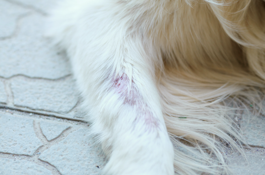 Aufgekratzte Hundehaut bei Allergie