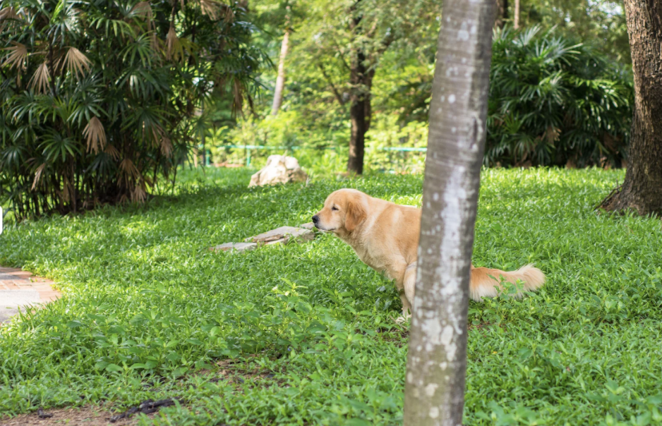 Hund mit Darmbeschwerden